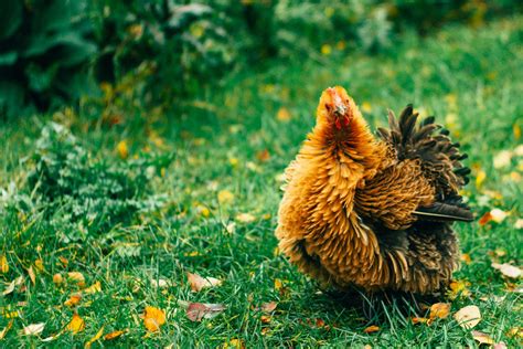 Chickens And Frostbite Identification Treatment And Prevention