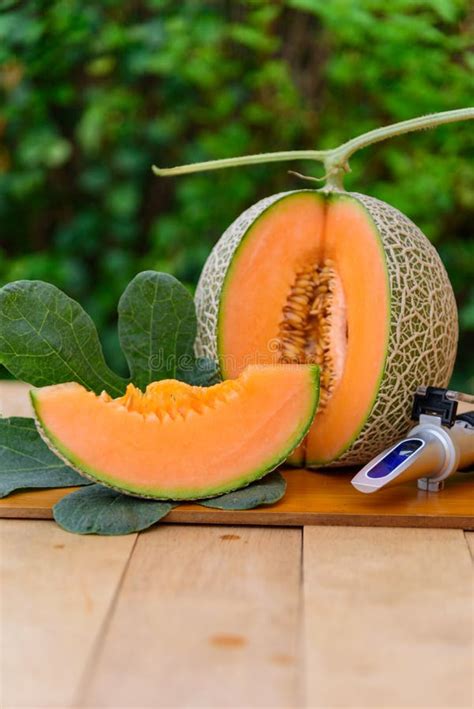 A Lot Of Piece Of Fresh Orange Melon Stock Image Image Of Juicy