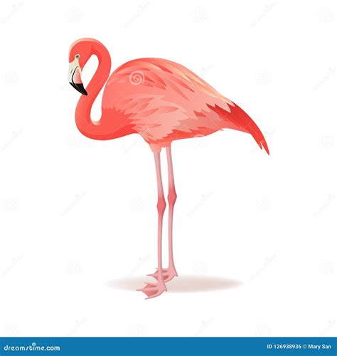 Red And Pink Flamingo Vector Illustration Cool Exotic Bird Standing