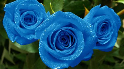 Wet Blue Roses In The Garden Wallpapers And Images