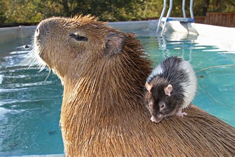 Animals Love Capybaras Bored Panda