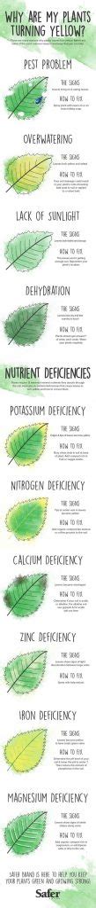 Why Are My Leaves Turning Yellow Infographic Survival Stronghold