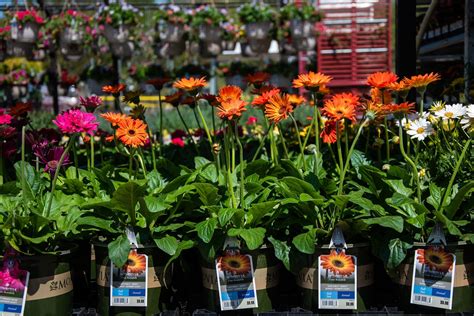 Photo Gallery Spring In Full Bloom At The Lowes Garden Center Lowe