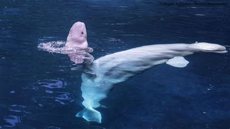 Beluga Calf Born At Chicagos Shedd Aquarium Animal Scene Magazine