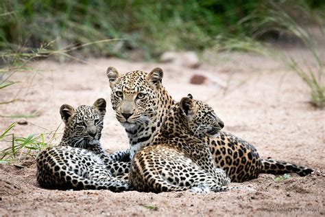 Nature in its Rawest Form: the Death of a Leopard Cub | Londolozi Blog