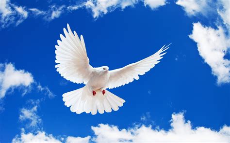 White Dove Holy Spirit Wallpaper 1 Chin Christian Church