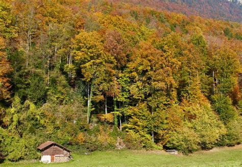 Autumn Colours In Switzerland Stock Image Image Of Forest Autumn