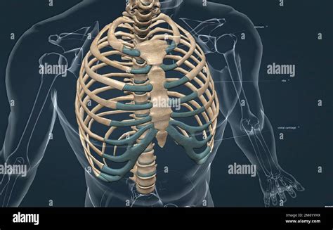 Los Huesos De La Caja Torácica Son Las Vértebras Torácicas Doce Pares