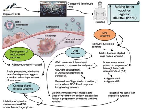 Figure - Confronting Potential Influenza A (H5N1) Pandemic with Better