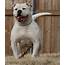 Pictures Of American Bulldogs Cut Buldog Dog Picture Dogs And Puppies