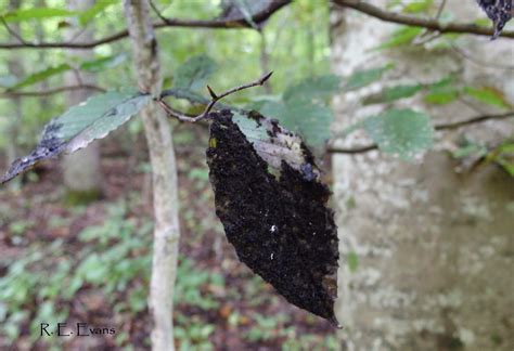 Nc Plant Conservation And Beyond Beech Blight