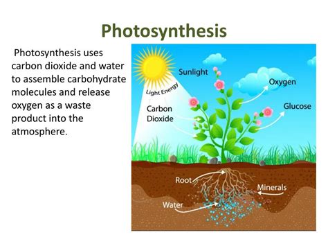 Check spelling or type a new query. PPT - 1. Photosynthesis Plants and Oxygen Plant ...