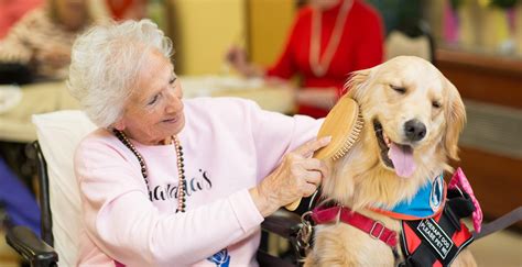 Therapy Dog Fairview Rehab And Nursing Home