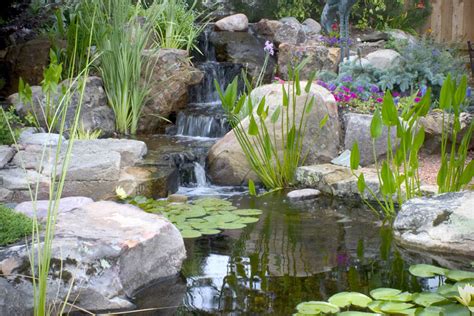Bulbs will be sent september to april. Aquascape Your Landscape: Small Ponds Pack a Punch