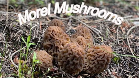 Tips For Foraging Morel Mushrooms Oregon Washington And California