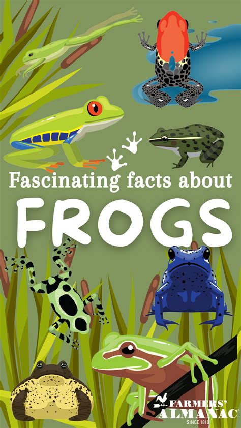 15 Fascinating Facts About Frogs You Probably Didnt Know Farmers