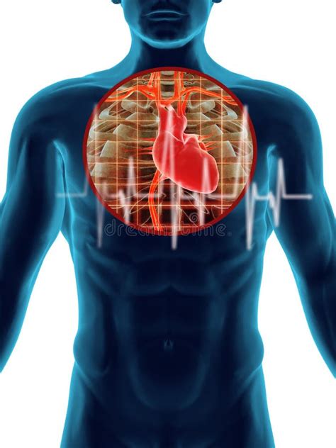 Human Heart Beat Cross Section Stock Illustration Illustration Of