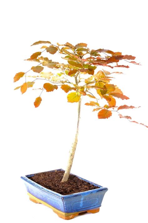 Radiant Beauty The Exceptional Copper Beech Bonsai Uk