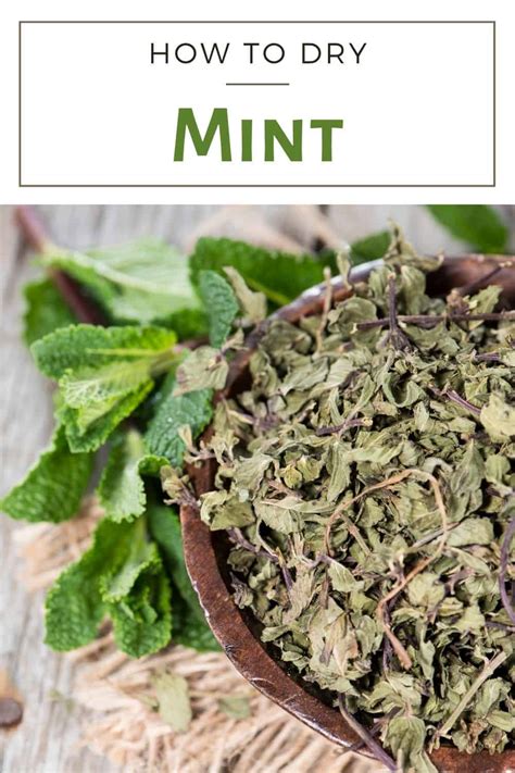 How To Dry Mint Using Three Smart Drying Methods