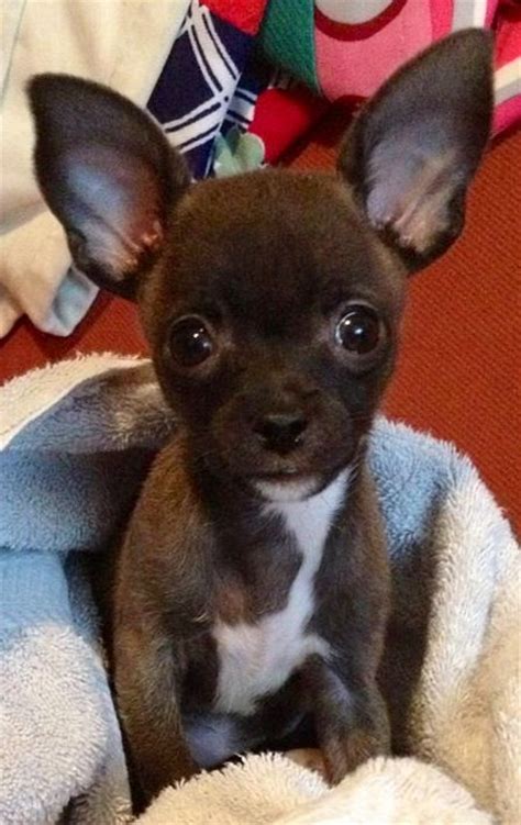 37 Best Black Chihuahua Ideas Chihuahua Black Chihuahua Chihuahua Love