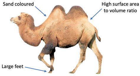B7 E) Adaptations – AQA Combined Science Trilogy - Elevise