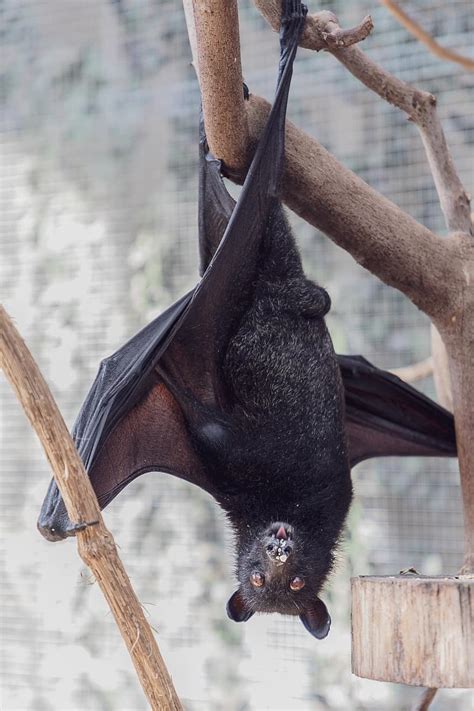 Bat Flying Fox Creature Of The Night Mammal Animal Black Pikist