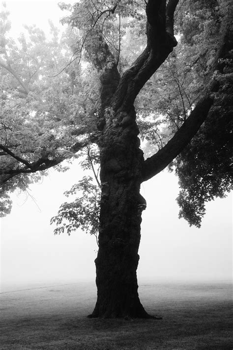 Foggy Morning on Salem Common: Black and White Photography of Salem's