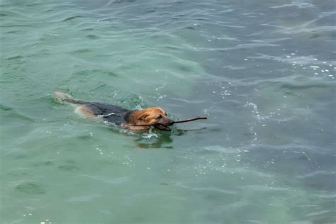 Can Basset Hounds Swim A Query Going To Be Solved