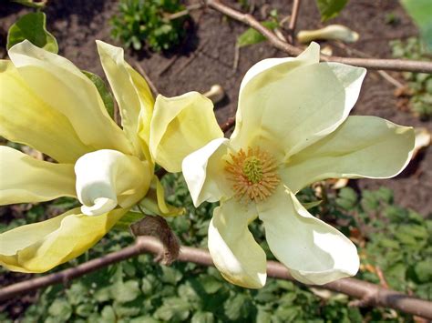 We did not find results for: Magnolie 'Yellow Lantern' - Magnolia 'Yellow Lantern ...