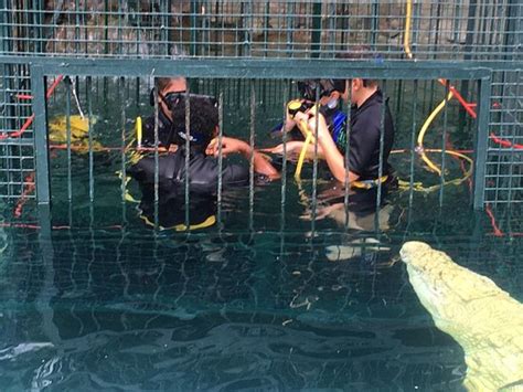 Crocodile Cage Diving Cataratas Victoria 2019 Qué Saber Antes De Ir