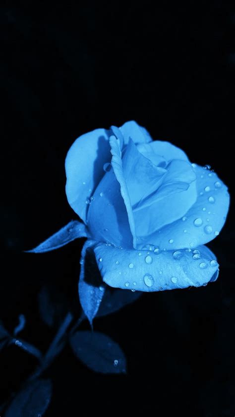 Neon Rose Download This Photo By Abhijeet On Unsplash Blue Flower