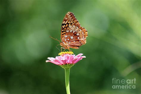 Great Spangled Fritillary Butterfly On Pink Zinnia Photograph By Karen