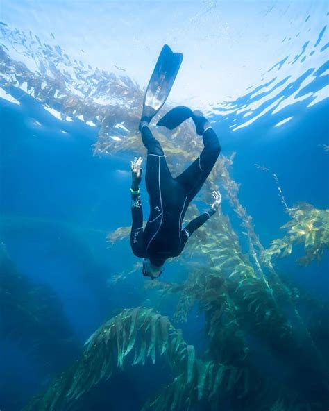 Scuba Diver Girls On Instagram Freediving Giant Kelp Forests