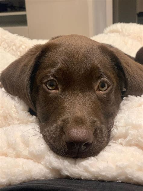 Browse 2,819 chocolate labrador stock photos and images available or search for chocolate labrador puppy or chocolate labrador puppies to find more great stock photos and pictures. Chocolate Labrador puppies | East Grinstead, West Sussex | Pets4Homes