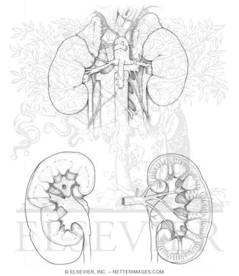 Kidney Urinary System Coloring Page Sketch Coloring Page