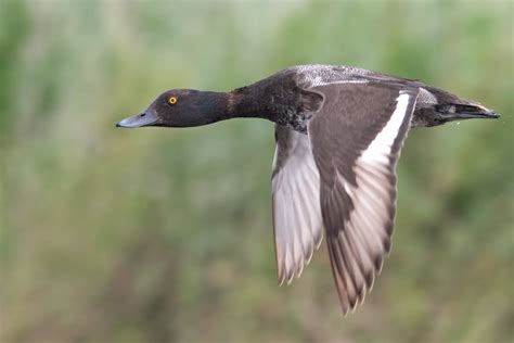 Lesser Scaup British Waterfowl Association