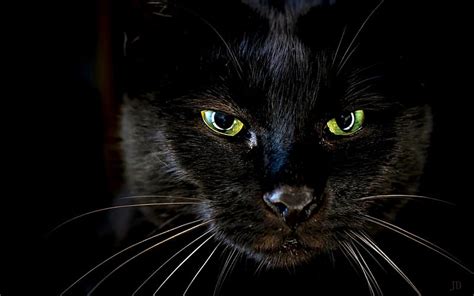 1920x1080px 1080p Free Download Black Cat Pretty Bonito Sweet