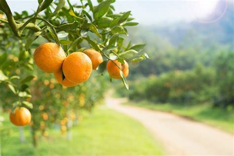 While they are adapted to the south, they will also thrive in more northern climes. Suitable Orange Harvesting Tools | Sandoff