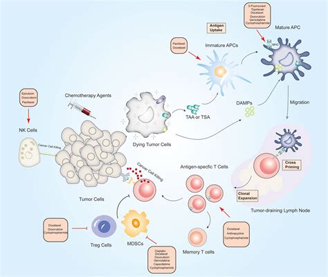 Frontiers Immunostimulatory Properties Of Chemotherapy In Breast