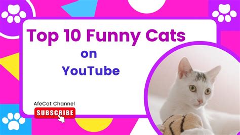 Top 10 Funny Cats On Youtube Youtube