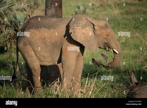 Elephant In Murchison Falls National Park Uganda East Africa Stock