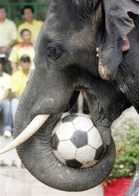 Elephants Playing A Soccer Game