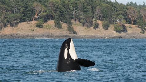 Southern Resident Orca Matriarch Missing Possibly Dead Cbc News