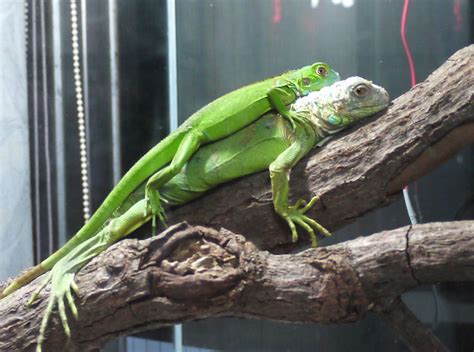 綠鬣蜥及刺尾鬣蜥 black iguana and green iguana. ~~分享一下小弟的兩隻綠鬣蜥飼養環境和詢問頭部不明痕跡~~圖多 - 蜥蝪交流討論板