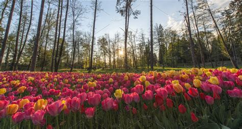 Sunset Over Tulip Field In Spring High Quality Nature Stock Photos