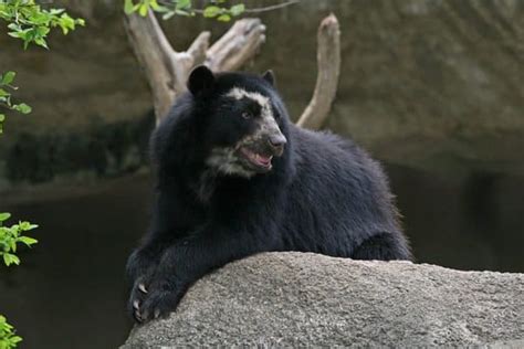 Spectacled Bear Incredible Facts Habitat Pictures A Z Animals
