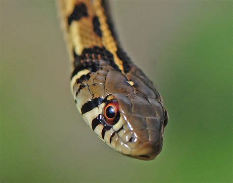 Checkered Garter Snake California Garter Snakes · Inaturalist