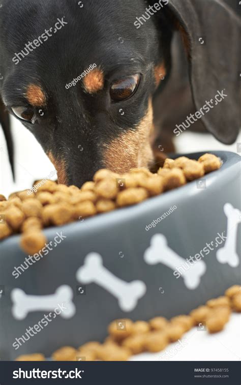 Close Up Of Dachshund Dog Eating Food Stock Photo 97458155 Shutterstock