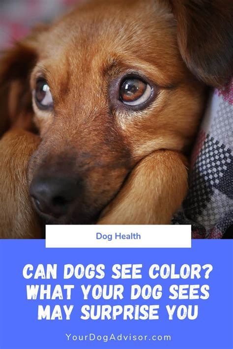 Can Dogs See Color Plus Facts About Your Dogs Vision—and Yours—that