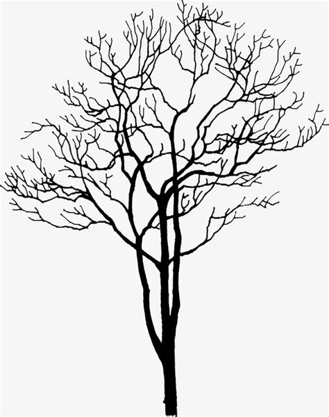 Dry Tree Drawing At Getdrawings Free Download